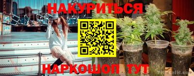 индика Кингисепп
